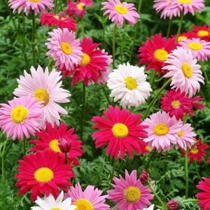 로빈슨데이지(페르시아국화) 혼합색 씨앗 20립