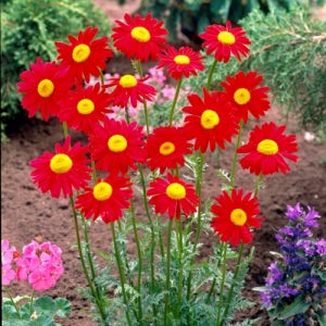 [모야모 꽃씨] 로빈슨데이지(페르시아국화) 레드 20립 씨앗