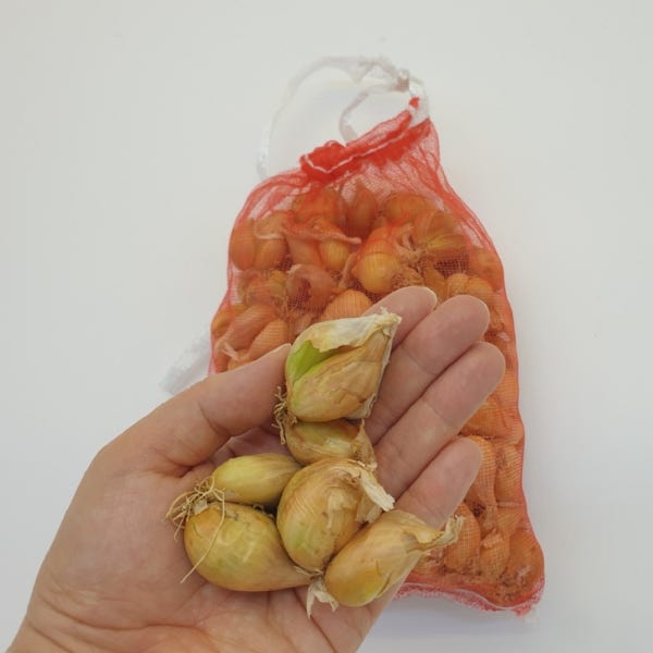 예천 쪽파씨앗 쪽파종구 씨 종자 모종 1kg
