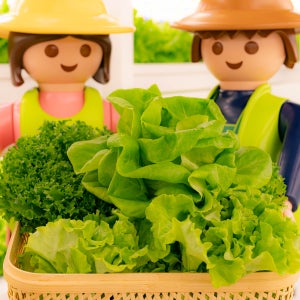 샐리의식탁 무농약 유러피안 샐러드 채소 야채 쌈채소 카이피라 버터헤드 프릴아이스 1kg