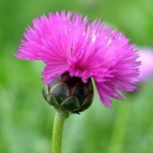 페르시아수레국화 씨앗 10알 노지월동 다년초