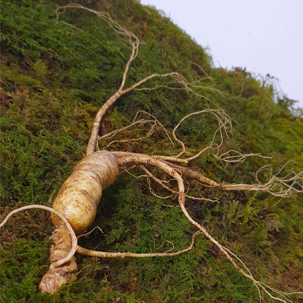 1+1 산양산삼 <b>산양삼</b> 장뇌삼 20년근 1뿌리+13년근1뿌리