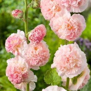 [여름파종 0629] 두해살이꽃 씨앗 5선