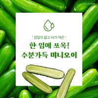 월/수/금 발송 건강 간식 수분 섭취 오이 전문 농부님의 스낵 미니 아삭 오이 2kg