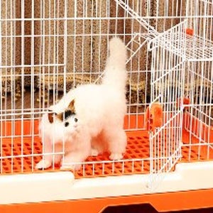 고양이 빌라 케이지 하우스