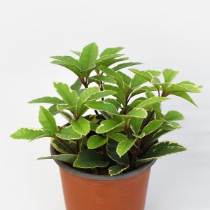 마이플랜트 무늬 산호수 소형 관엽식물 실내공기정화 인테리어 반려식물