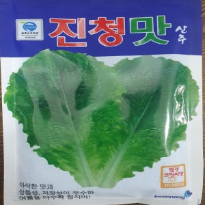 진청맛상추 아삭이 여름 씨앗 종자 10000립