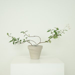 초설 백화등 소형 화분 세트 야생화 마삭줄 넝쿨 인테리어 식물 꽃나무