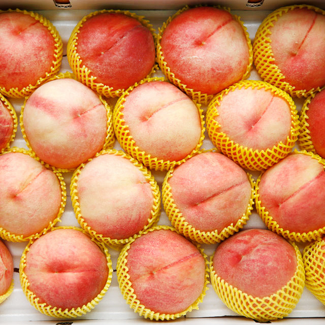 말랑이 황도 백도 딱딱이 복숭아 대극천 신비