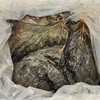 고추냉이잎 장아찌 절임 업소용 식당 대용량 10KG