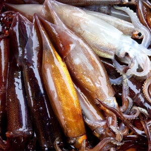 국내산 급냉 싱싱 오징어 초코오징어 8미 내외(2kg 이상)