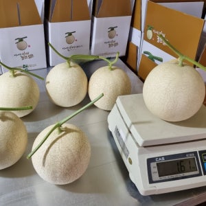 고당도 춘천 하니원 메론 허니원 허니듀 설원 멜론 회장님메론 프리미엄 인제 꿀찬 하니원2