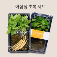 [아삼정] 새싹삼 대 사이즈 10뿌리, 중복 말복 특별 판매 삼계탕 몸보신 요리용
