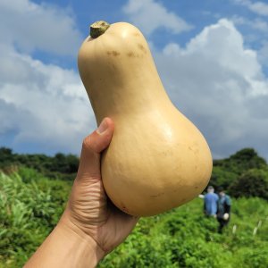 제주 땅콩호박 버터넛스쿼시 2kg, 1개