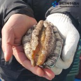 완도 전복 특대사이즈 8~9미, 12~13미 1kg 산지직송 선물세트