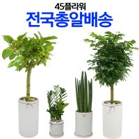 하남 화분주문 하남 화분배송