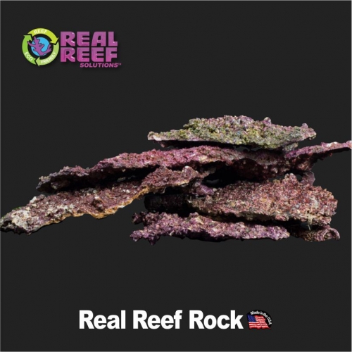 리얼 리프 쉘프 락-1Kg