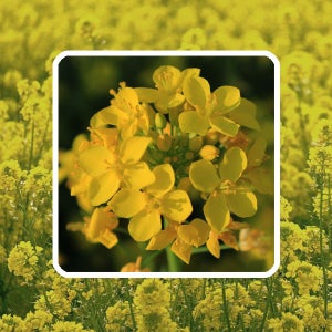 유채씨앗 1kg 가을파종 국내산 제주 유채꽃 종자 유채씨