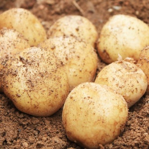 25년 수미 감자 10kg 5kg 3kg 햇 강원도 보성 김제 감자 알 못난이 왕