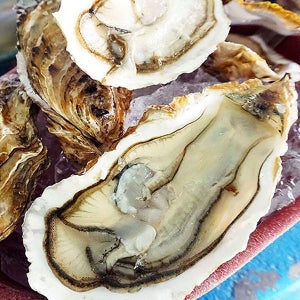 굴키우는남자 통영 명품 삼배체굴1kg(2~4미내외)