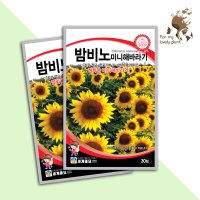 밤비노미니해바라기 30립 세계종묘 화훼류 씨앗