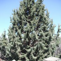 블루헤븐, 블루엔젤 등 Juniperus scopulorum 원종 ,Cunninghamia lanceolata (큰잎삼나무),Taxodium distichum (실낙우송)