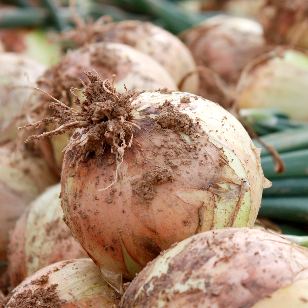 26년 햇<b>양파</b> <b>양파</b> 10kg 제주 무안 장아찌용 생<b>양파</b> 10키로