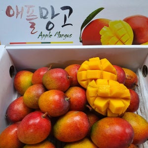 미니애플망고 제주 고당도 열대과일 국산 선물 생과 1kg 2kg 3kg