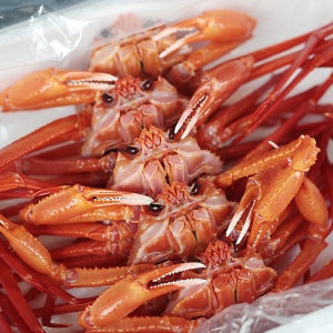 [선주직송] 연지홍게 박달 포항 홍게 구룡포 대게 영덕 속초 수율보장