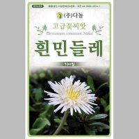 식용 텃밭 채소 키우기 흰민들레 씨앗 100립