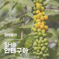 커피시즌 과테말라 SHB EP 핀카 산타 이레네 워시드 원두 500g