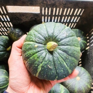 제주산 미니단호박 밤호박 보우짱 1kg 2.5kg
