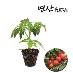 방울토마토모종 최저가 가성비상품