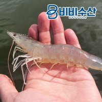 산지직송 국내산 신안 품질보장 제철 활새우, 흰다리새우 1kg