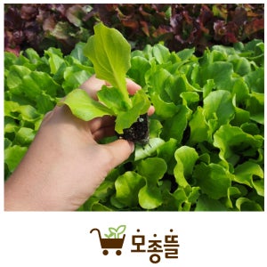 여름 상추 텃밭 채소 모종 판매