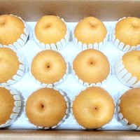 햇배 원황 5KG (8-10과) 특품 [반여농산물시장]