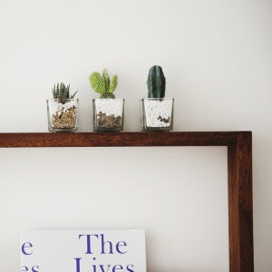 미니 다육식물 화분 3set 미니선인장 십이지곤 용신목 백도선 작은선인장