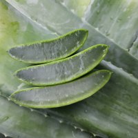 거제 알로에팜 유기농 식용 생알로에 알로에 베라 생 잎 3kg