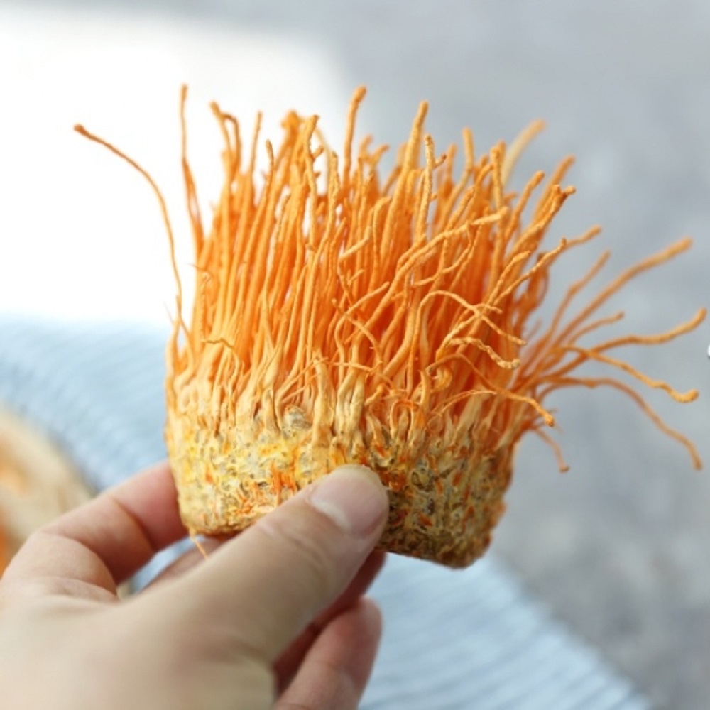 현미<b>동충하초</b> 국내산 <b>동충하초</b> 5팩 고급 생 버섯 선물 세트 노루궁뎅이버섯