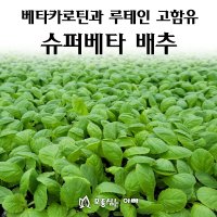 [모종심는아빠] 베타카로틴과 루테인 고함유 숙기빠른 슈퍼베타 배추