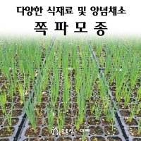 [모종심는아빠] 다양한 식재료 및 김장용 양념채소 쪽파모종