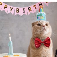 강아지돌잔치 선물 생일케익머리띠 100일 고양이 파티용품