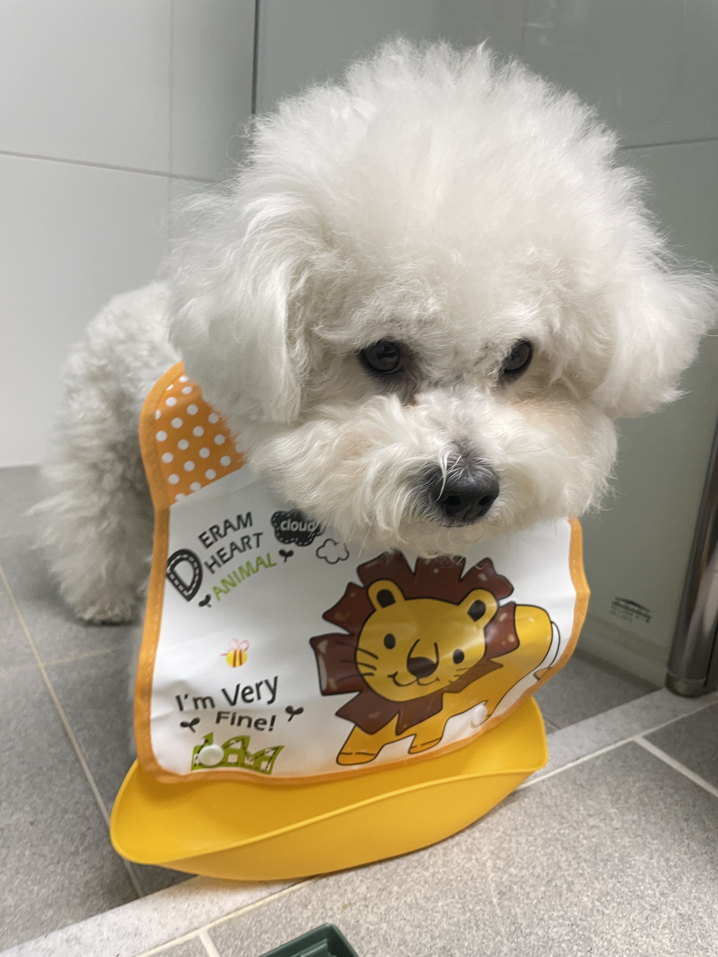 강아지 고양이 턱받이 방수턱받이 차량용턱받이 강아지세수 오구야