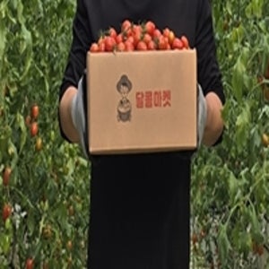 대추 방울토마토 토마토 2kg ,5kg산지직송