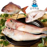 GG푸드 국내산 반건조도미 제주도 옥돔 참돔 제수용 반건조생선세트