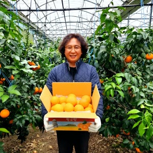 제주 황금향 가정용 선물세트 3kg 5kg 고당도