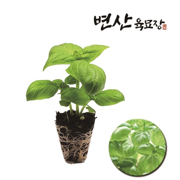 바질 모종 2개 스위트 제노베제 타이 오팔