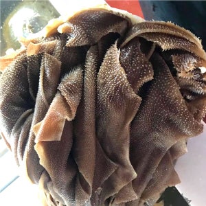 (배터짐) 한우 천엽 5kg 소천엽 도가니 우족 사골 지방 소양 양지 머리 선지 수구레