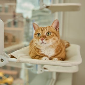 세이펫 창문캣타워 에코베이지 1set 고양이 창문해먹 창틀선반 접이식