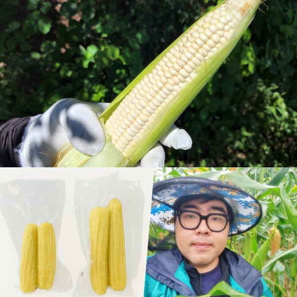 26년 수확 햇 강원도 홍천 미백 찰옥수수 삶은 냉동 옥수수 강산농원